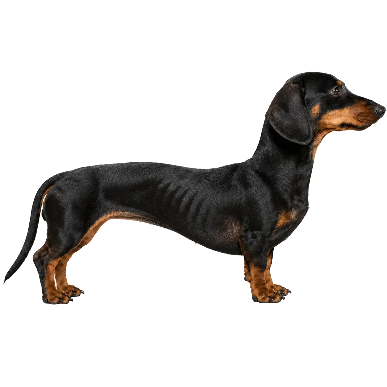 Perro con delgadez severa (BCS 1–2): costillas y caderas visibles