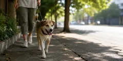 Hund läuft im Schatten, um heißen Asphalt zu vermeiden
