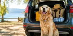 Chien tranquille en voiture, prêt pour un voyage d'été avec sa famille